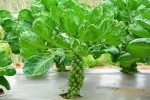 Sú kẹp nách - Một loại nông sản độc, lạ