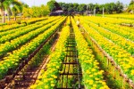 TUẦN LỄ DU LỊCH ĐỒNG THÁP 2021