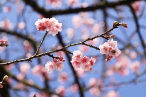 Kinh nghiệm du lịch Sapa vào thời điểm đẹp nhất