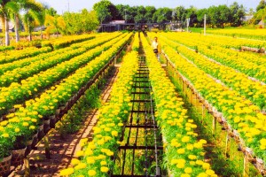 TUẦN LỄ DU LỊCH ĐỒNG THÁP 2021